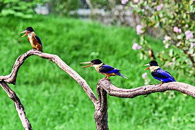 《模拟山羊》系列宣布4月1日举行直播展示会 发布新公告